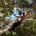 Heritage Arborist (@arboristknowhow) Twitter profile photo Heritage Arborist (@arboristknowhow) Twitter profile photo