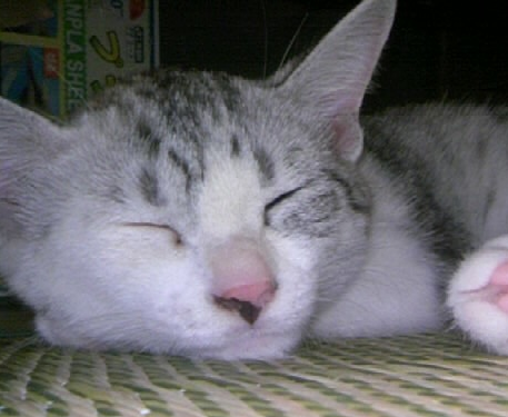 Shinnosuke