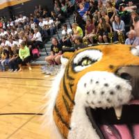 New London Tigers (@nltigernation) 's Twitter Profile