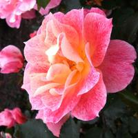 Elanor Williams (@elanornora) 's Twitter Profile