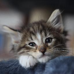 mount_31's profile picture. オタクっす。ラブライバー、アイカツ