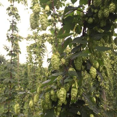 Family farm based in East Kent. Growing arable crops, top fruit, and hops.