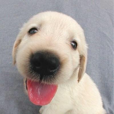 XDecheng's profile picture.