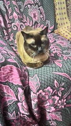 gaalencar1986's profile picture. 