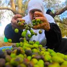 20tree9's profile picture. #NoNukes #NoWar #BoycottIsrael 
I'll followback, but I can't reply, sorry.