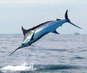 BigGameFishing's profile picture. Offshore Fishing Addict