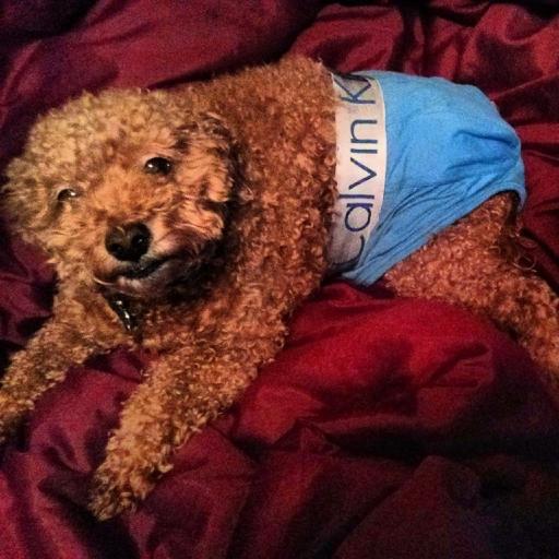 Drivin' Bitches Crazy! Andy The Dog is a celebrity puppy who loves to party! #AndyTheDog #CutestDogInTheWorld #BAMF #YOLO #SWAG #POOP #TREATS #MONEY #SUXCOM