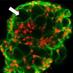Setton Group (@setton_lab) Twitter profile photo Setton Group (@setton_lab) Twitter profile photo