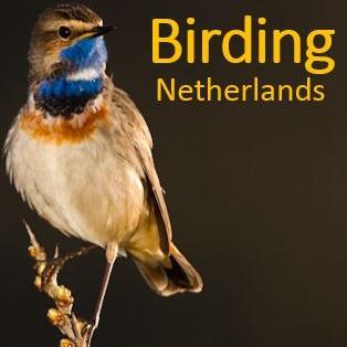 Guided Birding and Photography Tours in the Netherlands