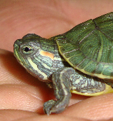 Come a little deeper, to check the count.

Save turtle - An initiative from drypen.in