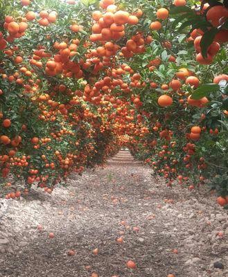 Dpto. Técnico de fitoal agrícola. Productor de cítricos, granados, y frutales.