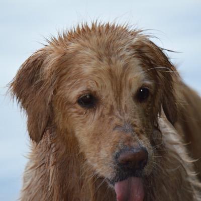 I'm just a Golden Retriever!I love treats,stuffed animals & THE WORLD!!!...oh did I mention treats?
