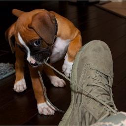 for boxer dog photo please mention me on to retweet