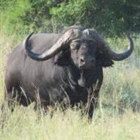 Shaka Africa Safaris(@ShakaAfrica) 's Twitter Profile Photo