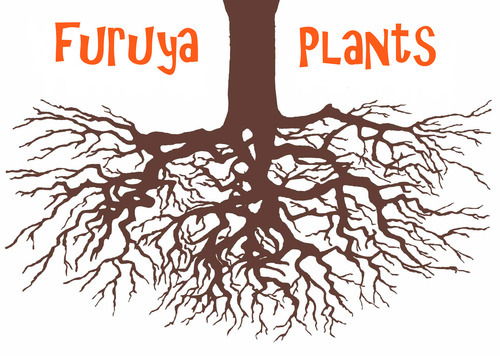 Furuya Plants Furuyaplants Twitter