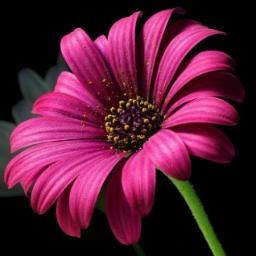 ishanisharma444's profile picture. 