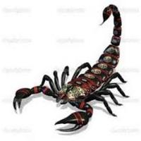 Scorpion29 (@quipiquefort) 's Twitter Profile