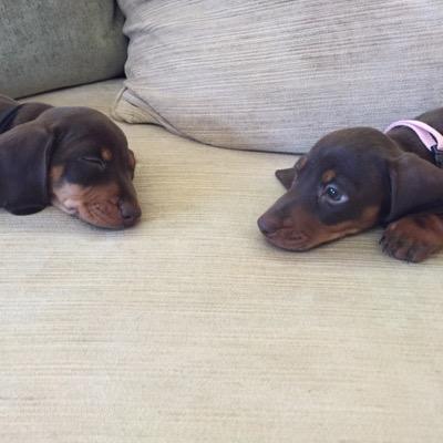 handsome, dashing, debonair. sausage dogs extraordinaire