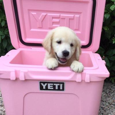 LabLife5's profile picture. LABS OF TWITTER. DM PICTURES FOR SHOUTOUT