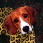 ataridog's profile picture. w00f. @atariboy is my human