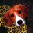 ataridog's profile image