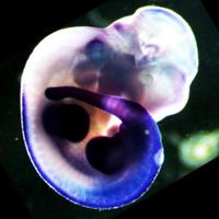 Barna Lab (@mbarnalab) 's Twitter Profile Photo Barna Lab (@mbarnalab) 's Twitter Profile Photo