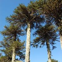 Conservación (@conservacion_cl) 's Twitter Profile