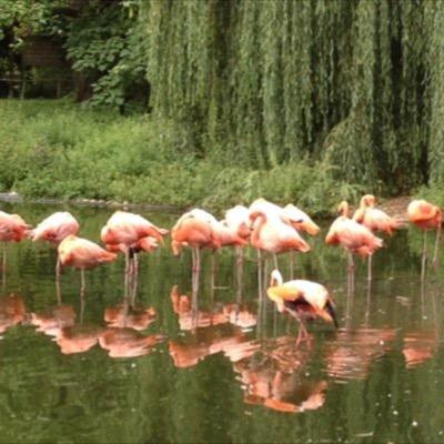 ksc_f's profile picture. 🫶🏻🦅Beşiktaş 🖤⚪️🫶🏻