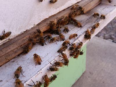 Studying honey bee nutrition at the USDA in Tucson, Arizona, USA.