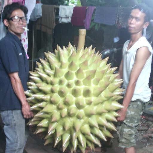 Download 99+ Gambar Durian Raksasa Terbaik 