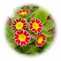 Leic Botanic Garden (@leicesterbg) 's Twitter Profile