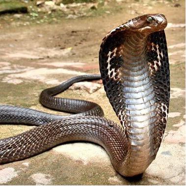 I am a misunderstood King Cobra Snake on the run in the Orlando area.
