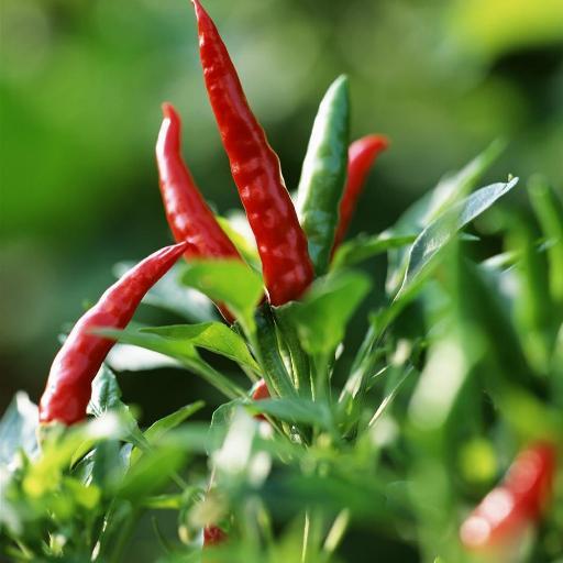 wxlg1117's profile picture. 