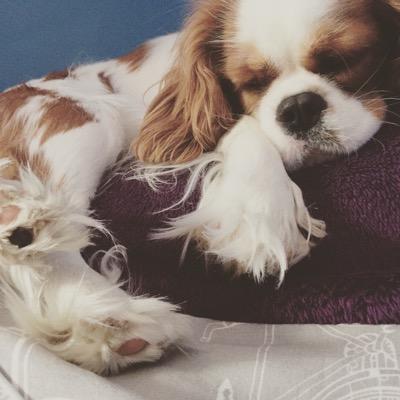 hey! it's abby & nel! 
follow us to see new pics of cute cavaliers king charles spaniels! :) 
cavalierkingcharlesspaniel2 - instagram