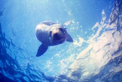 Swim with wild NZ fur seals in the shallow bays of the beautiful Kaikoura Peninsula. Recently listed as one of the world's top 10 Best Marine Encounters