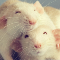 Rats Make Me Happy(@ratsmakemehappy) 's Twitter Profile Photo