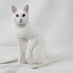 Helliot75's profile picture. SKEMA's Unofficial Mascot