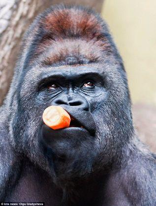 cantata1010's profile picture. 