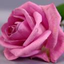 زهور الربيع (@1390Hoson) Twitter
