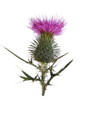 Thistle Do Nicely! Thank You Very Much!