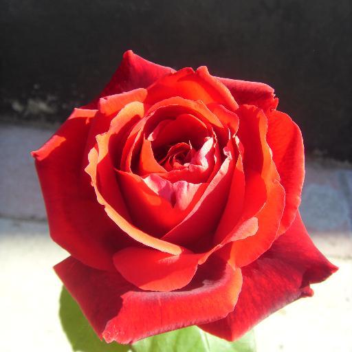 dawnwilbury's profile picture. 