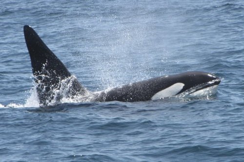 whalewatchingCA's profile picture. 