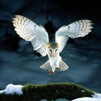 Retw♕ (@tweettoking) 's Twitter Profile