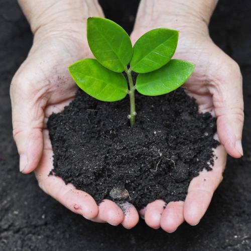 I am half garden article writer, Half social media fan .I am very keen to to survey gardens,you can visit my blog for more infos about gardening
