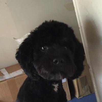 Ralphie is Cavapoo about town seen especially in ThePrinceAlfred & around #littlevenice and #maidavale