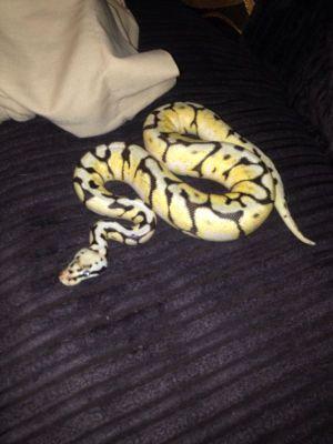 Dragongem13's profile picture. 