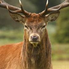 Image result for angry deer
