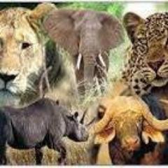 Our mission is to conserve and protect Zimbabwe's Big Five, which are at an ever-increasing risk.