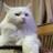 callen_peter's profile image