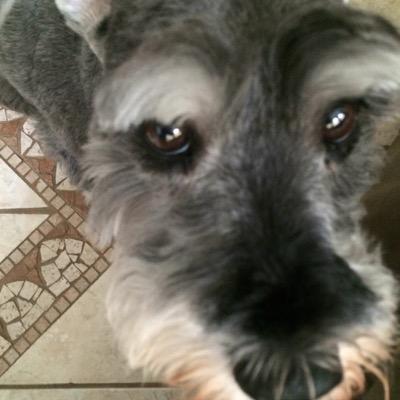 pfmorillo's profile picture. Brain: The same thing we do every night, Pinky - try to take over the world!